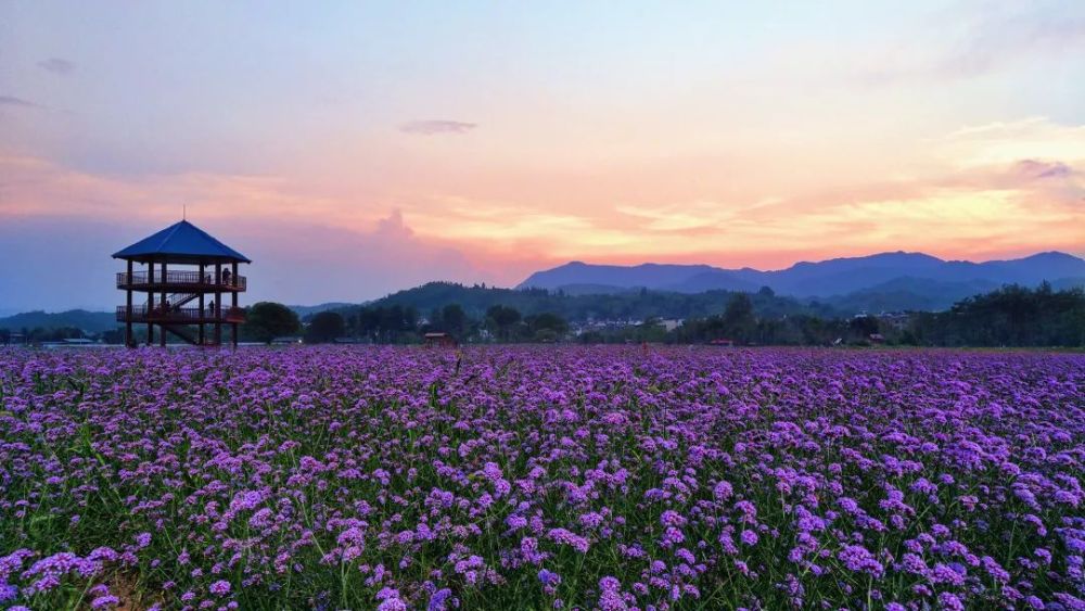 冷杉良田花海影视基地 千亩花海, 紫气东来, 与青山为伴,与绿水相拥.