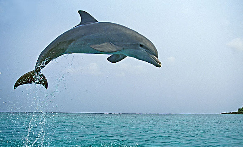 一条差点渴死的94年的小海豚,自命不凡,竟也想卷大潮?