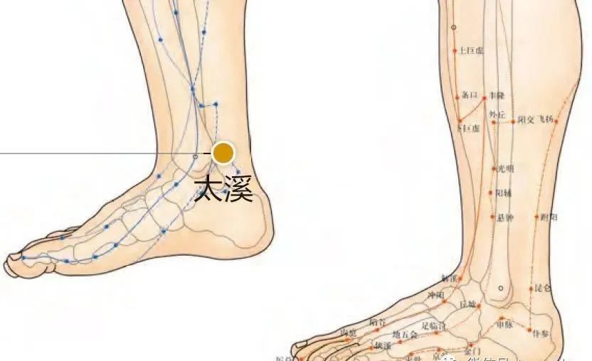 太溪穴别名"吕细",属足少阴肾经,穴位在足内踝后五分,跟骨上动脉陷中