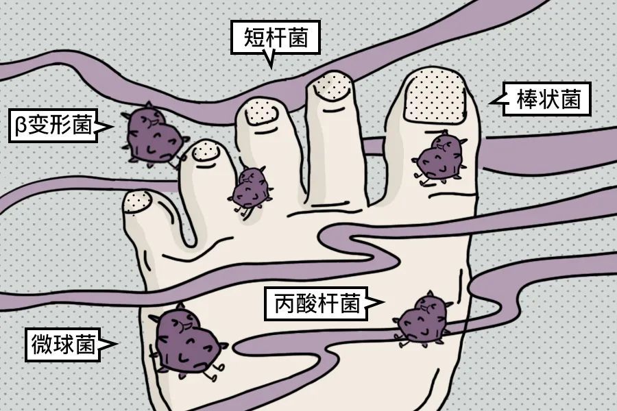 葡萄球菌若是在脚上大量繁殖,往往会产生一种叫做异戊酸的物质,闻