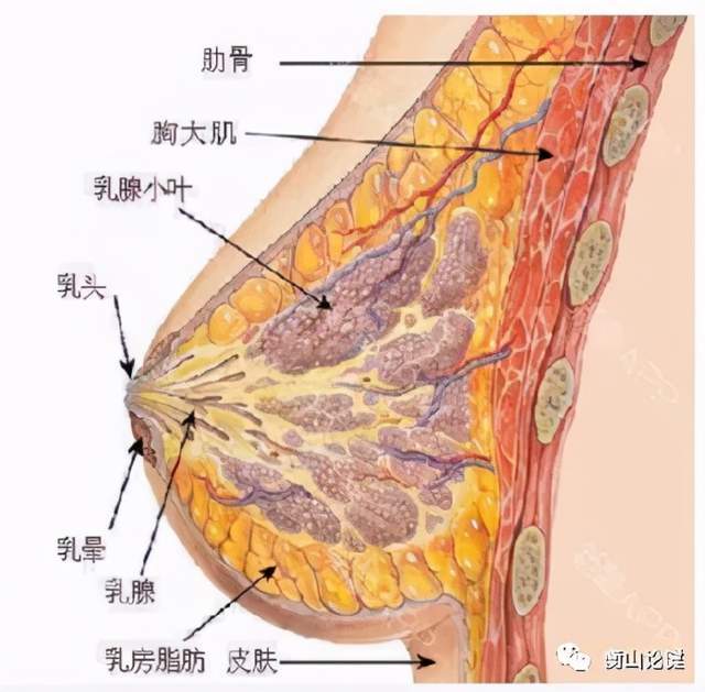 乳房的结构 :皮肤,皮下组织和乳腺组织,后者包括软组织和基质 主要有