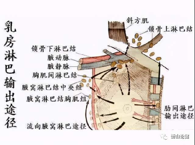 乳房深部淋巴网可沿腹直肌鞘和肝镰状韧带通向肝脏两侧乳房间皮下有