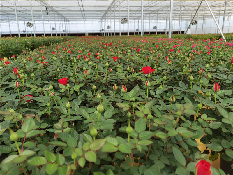 520催生花卉消费需求种植基地盆栽玫瑰受热捧