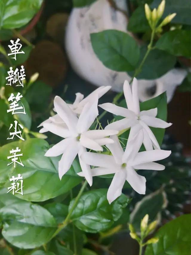 这5个品种,我最喜欢的还是虎头茉莉|茉莉花|虎头茉莉|笔尖茉莉