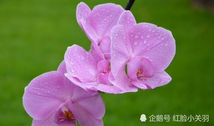 属鼠人花几分钟接喜