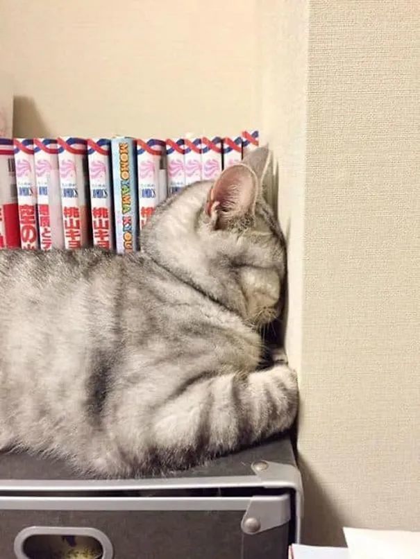 困到自闭猫咪们的睡姿真的太野了