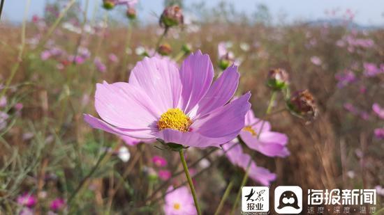 四季花开简谱_四季花儿开