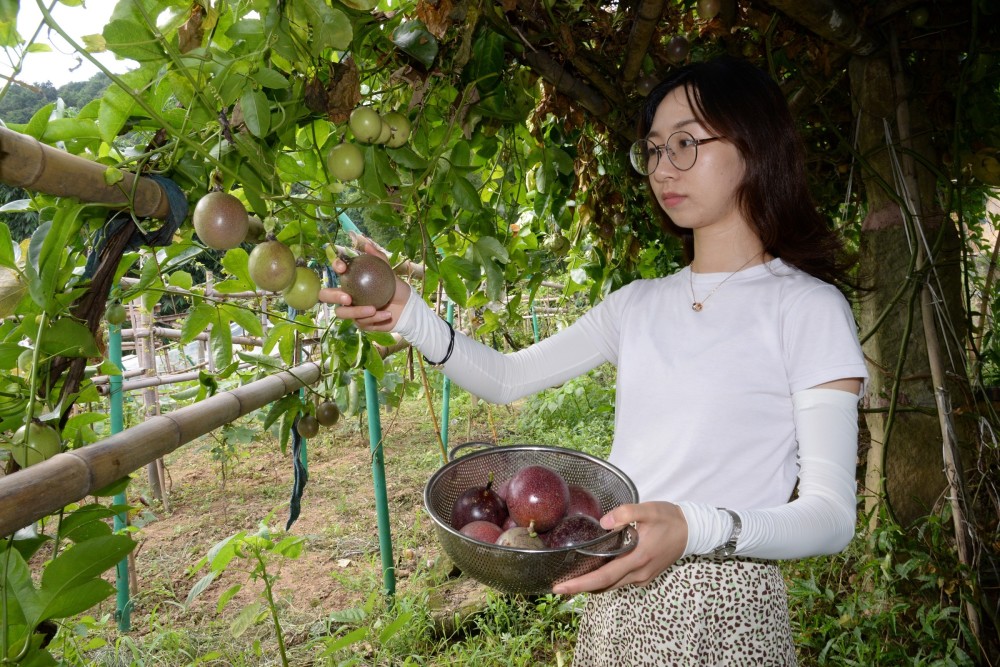 重庆市荣昌区荣隆镇玉久村:小小百香果 农田稻虾多 致富"香饽饽"