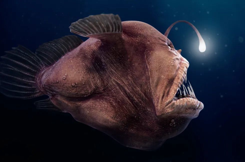 深海恐怖怪鱼,奇葩的繁殖策略一度搞懵了科学家!