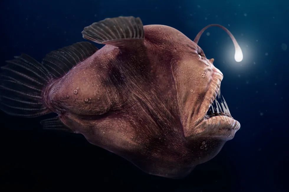 灯笼鱼又叫鮟鱇鱼(anglerfish,学名 lophiiformes),或者"蛤蟆鱼","