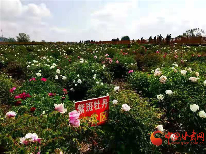 国内专家学者齐聚甘肃临夏市 共话牡丹芍药产业发展