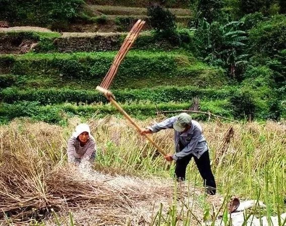 用连架打菜籽.图据网络