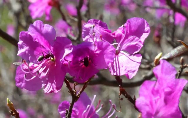 大兴安岭达子香花请注意查收