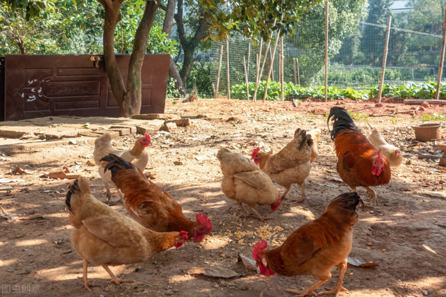 夏季黄羽肉鸡采食量低,着色效果更差,应如何应对?