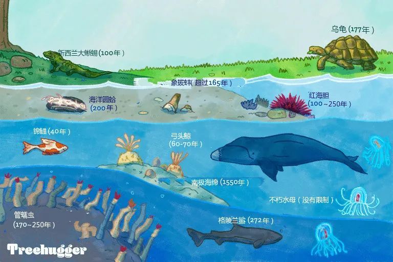 与很多动物的生命周期相比,我们人类的寿命显得非常短暂,下面是一些最