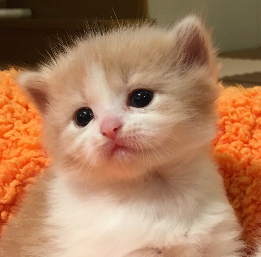 06 小猫猫很委屈,但小猫猫不想说.