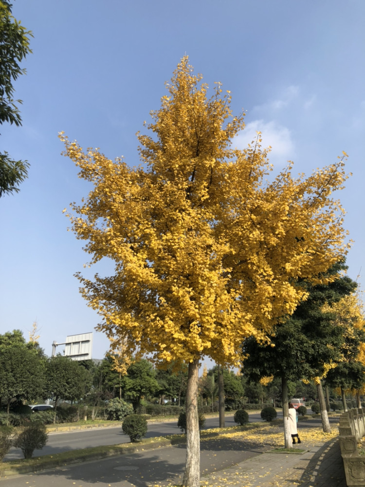 都江堰秋天的银杏树