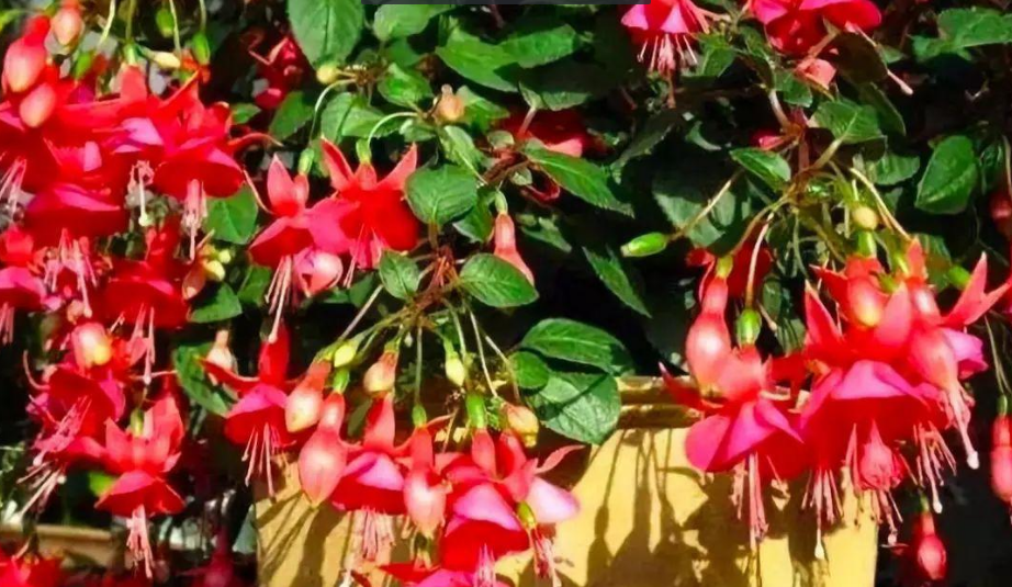 4种"旺运花",寓意都不错,养在家中好看又好养