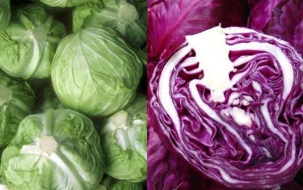 蔬菜界"双胞胎",卷心菜和紫甘蓝分不清,全部都认识算你识货!
