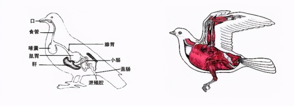 哺乳动物的排泄器官为什么和鸟类不一样哪种排泄器官更有优势