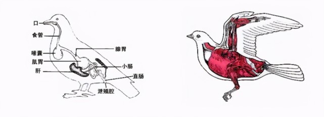 哺乳动物的排泄器官,为什么和鸟类不一样?哪种排泄器官更有优势?