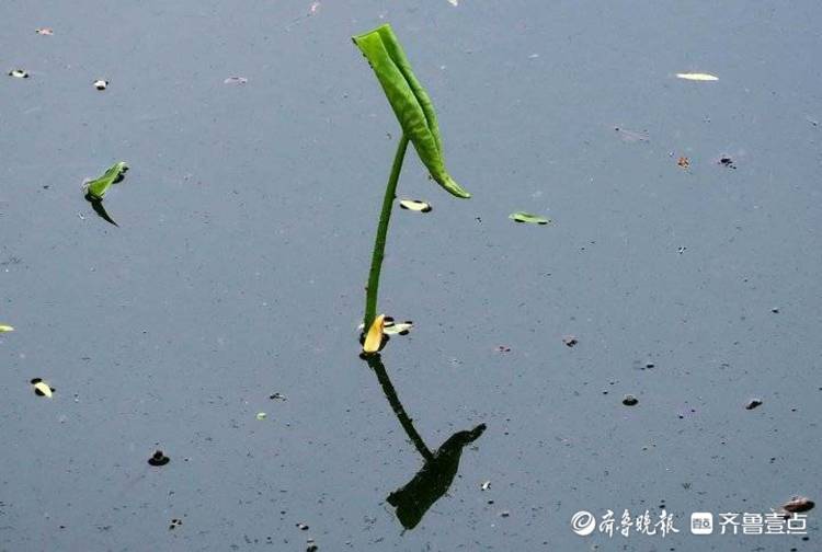 小荷才露尖尖角……济南今年第一批荷叶探出水面