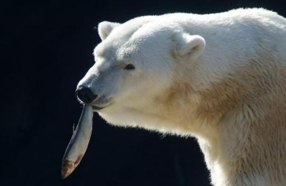 为什么投喂一只快饿死的北极熊是犯法的原因让人心酸