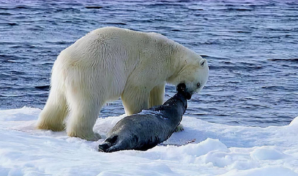 投喂者成为北极熊的"猎物"北极熊作为大型的野外肉食性动物,生性凶猛