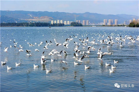 捞鱼河湿地公园的醉人风光,仅是近年来滇池保护治理进程中的一道缩影.