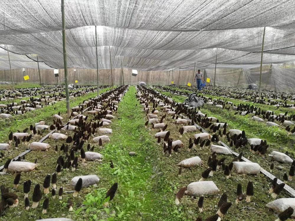 云南春信农业羊肚菌温室大棚种植技术要点
