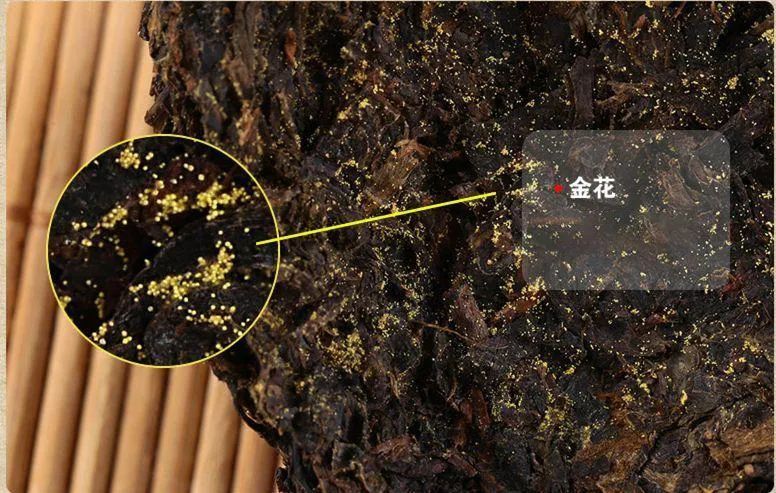 黑茶中的"金花"原来是——冠突散囊菌