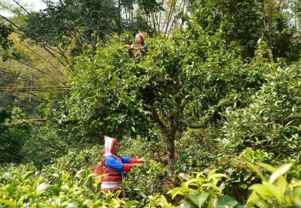 基诺山:古茶飘香日子美