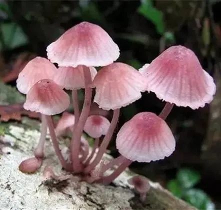 路边的野菇你不要采毒蘑菇常见误区你要知道