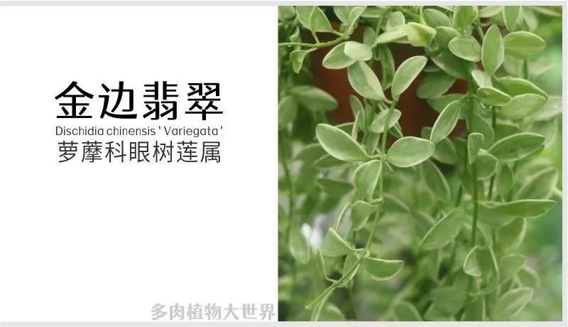"金边翡翠"萝藦科眼树莲属多肉植物,垂吊形藤本植物