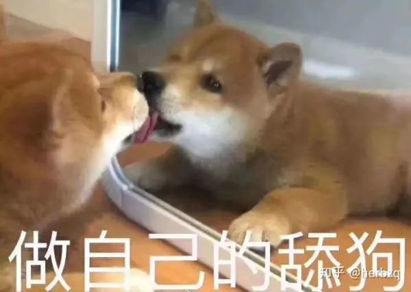 哈哈哈哈哈哈 找到了一些 狗狗和猫猫的表情包