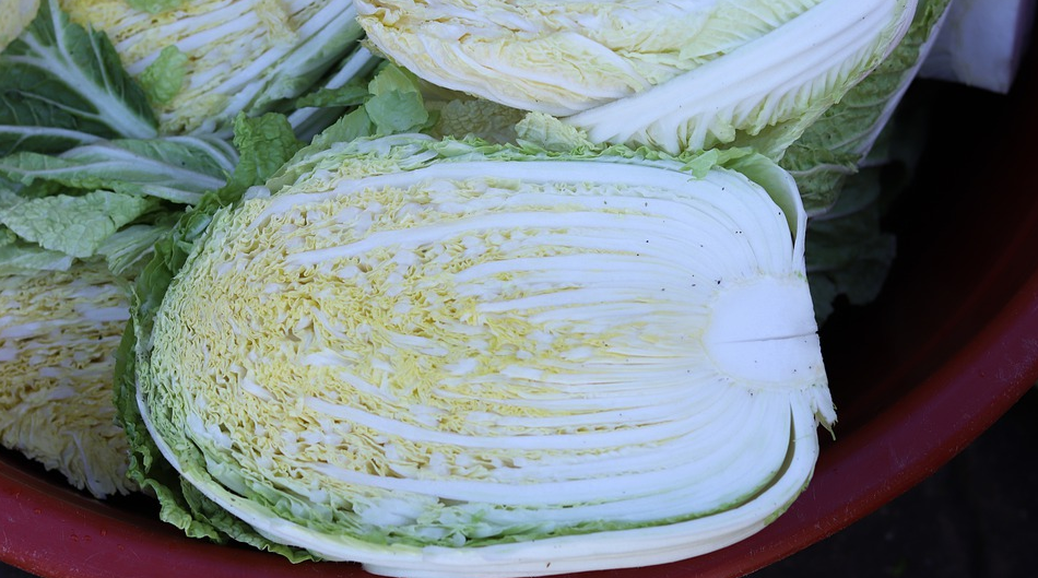 大白菜上出现的黑点是什么?还能吃吗