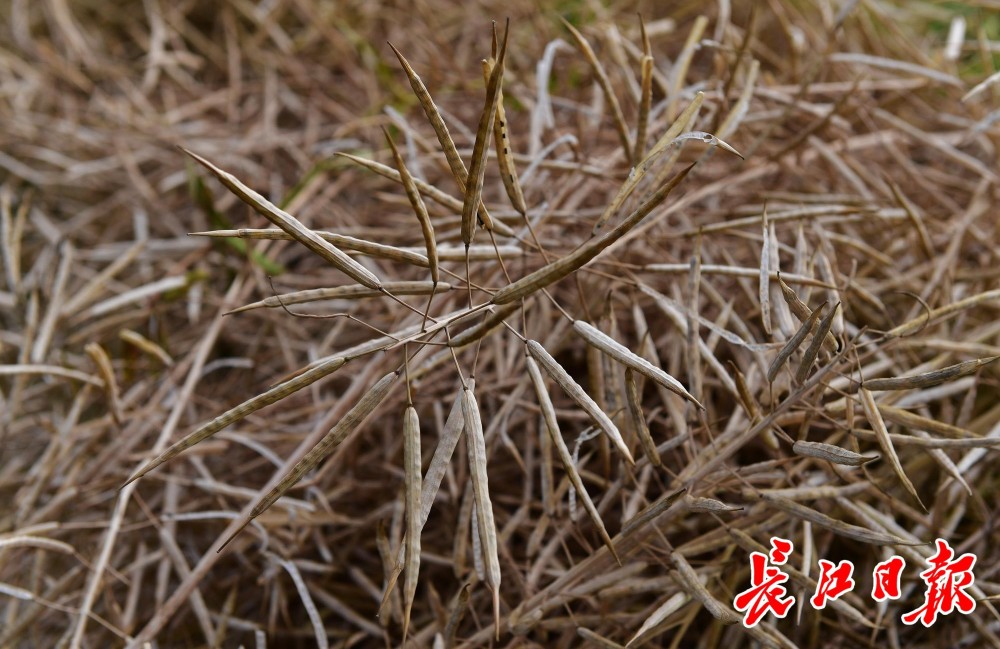 小满节气小得盈满