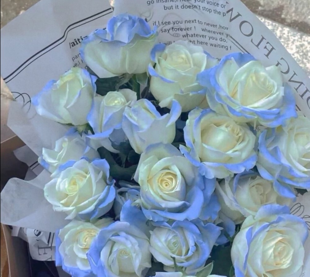 密西根碎冰蓝渐变玫瑰有个很美好的花语:"送给你的希望是星辰和大海"