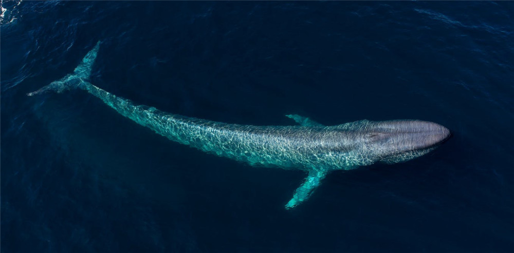 多少虎鲸能杀死16米蓝鲸?一场几小时的海湾激战,结局不出所料