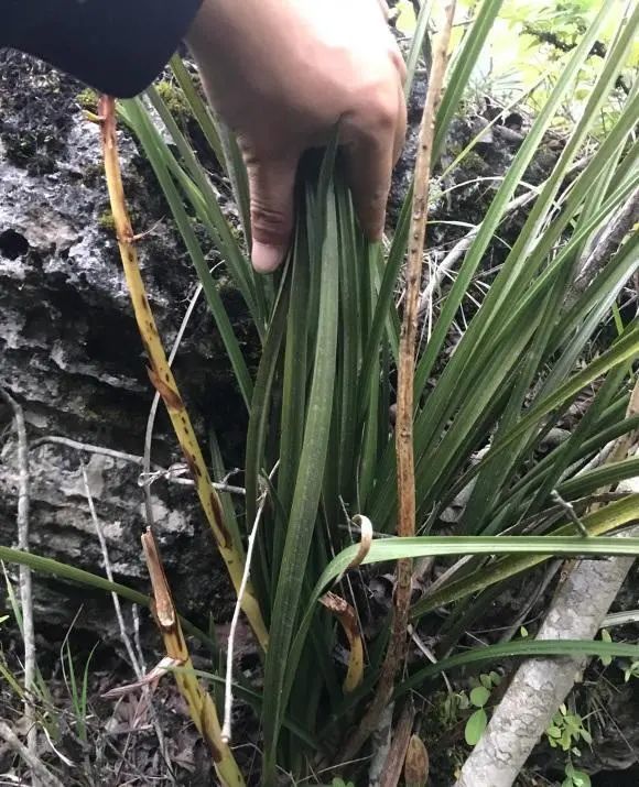 野生的兰花跟家养的兰花有什么区别野生兰值钱都是谬论