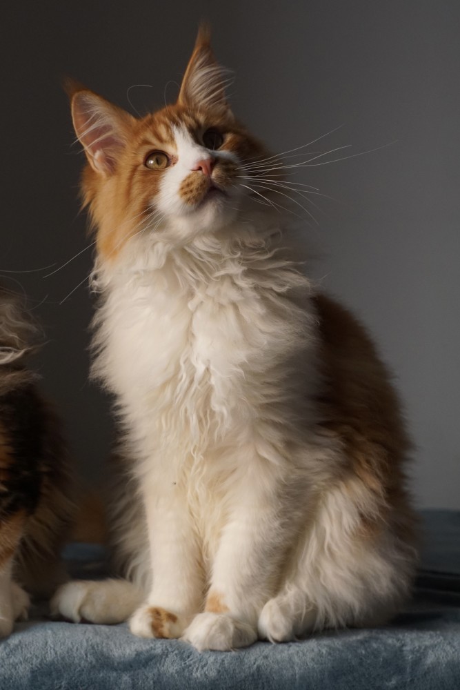 缅因猫幼崽,成年,如何区分纯不纯血统?