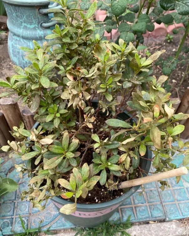 杜鹃花后出现黄叶,逐渐枯萎,多数是发生在新买的杜鹃盆栽上,因为,新