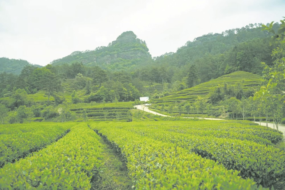 武夷山燕子窠生态茶园  小满 摄