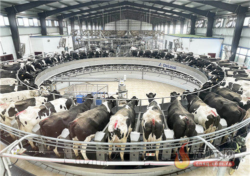 智能化奶牛养殖基地奶牛由设备自动取奶