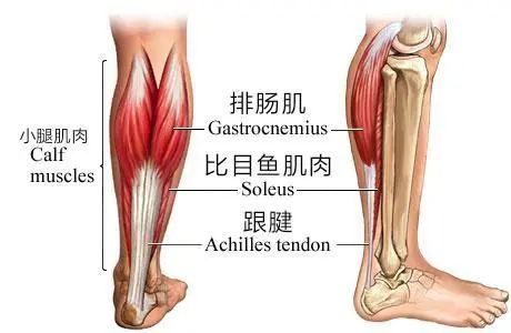 主要是小腿三头肌,由浅面的腓肠肌内侧头,外侧头和深面的比目鱼肌构成