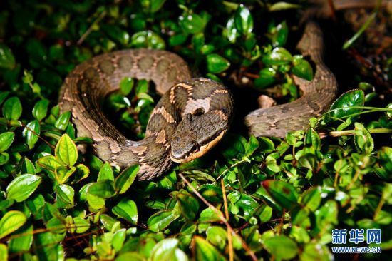 福建武夷山国家公园全面启动生物资源本底调查