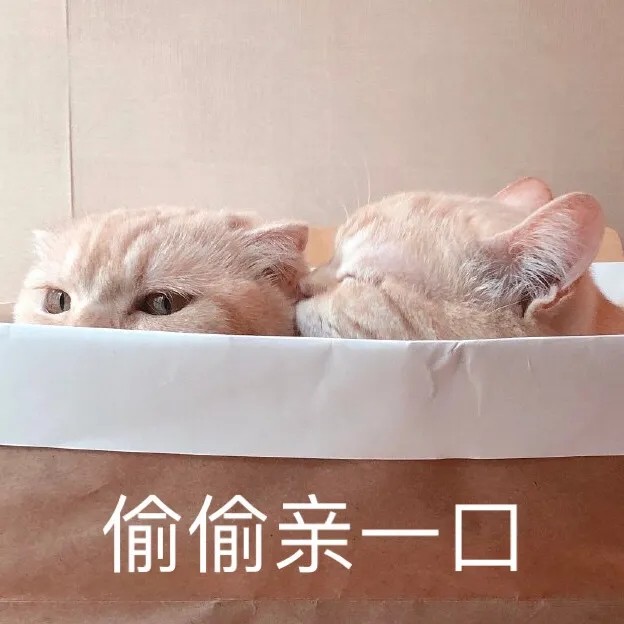 可爱度满分的猫猫狗狗表情包