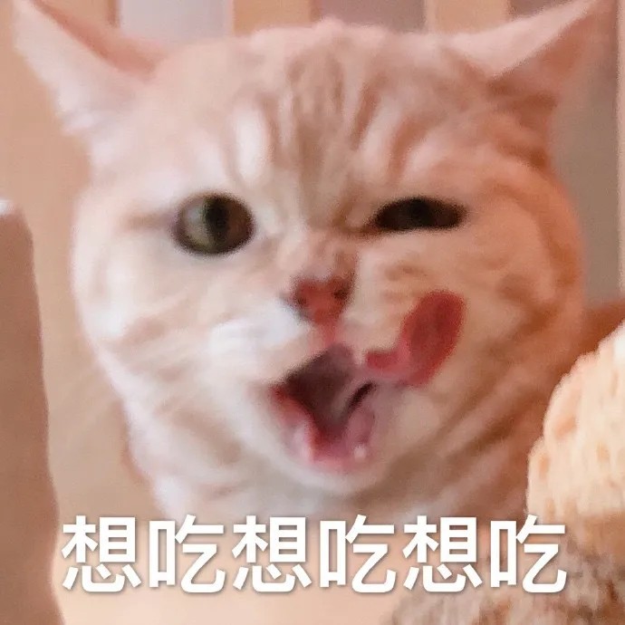 可爱度满分的猫猫狗狗表情包