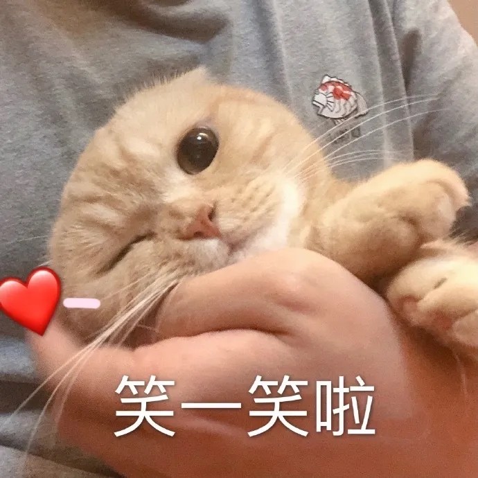 可爱度满分的猫猫狗狗表情包