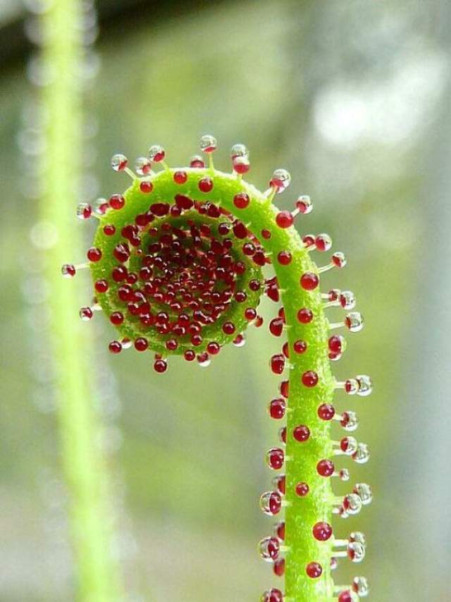 杜威松(drosophyllum lusitanicum),肉食性植物